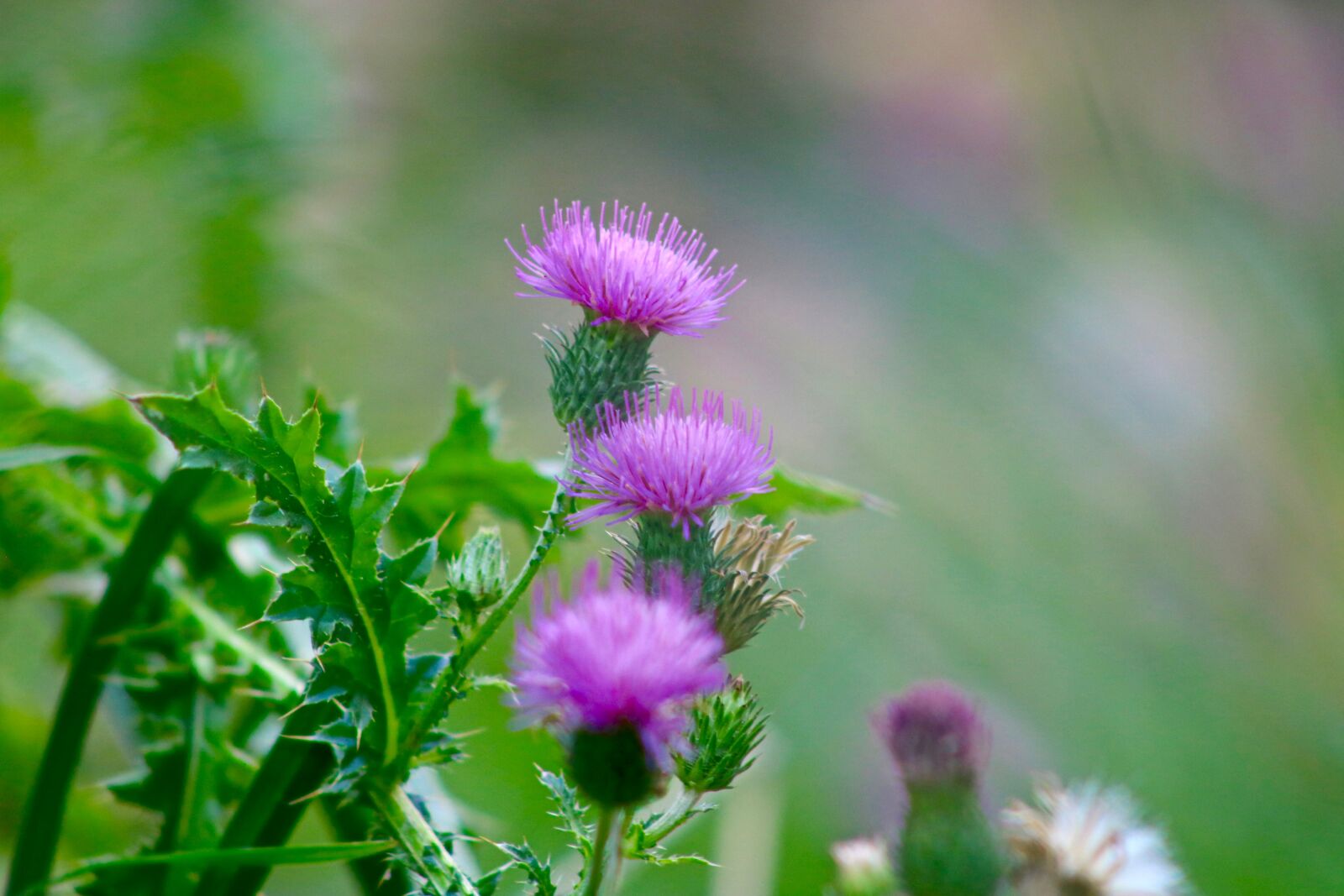 Canon EOS 750D (EOS Rebel T6i / EOS Kiss X8i) sample photo. Thistle, violet, blossom photography