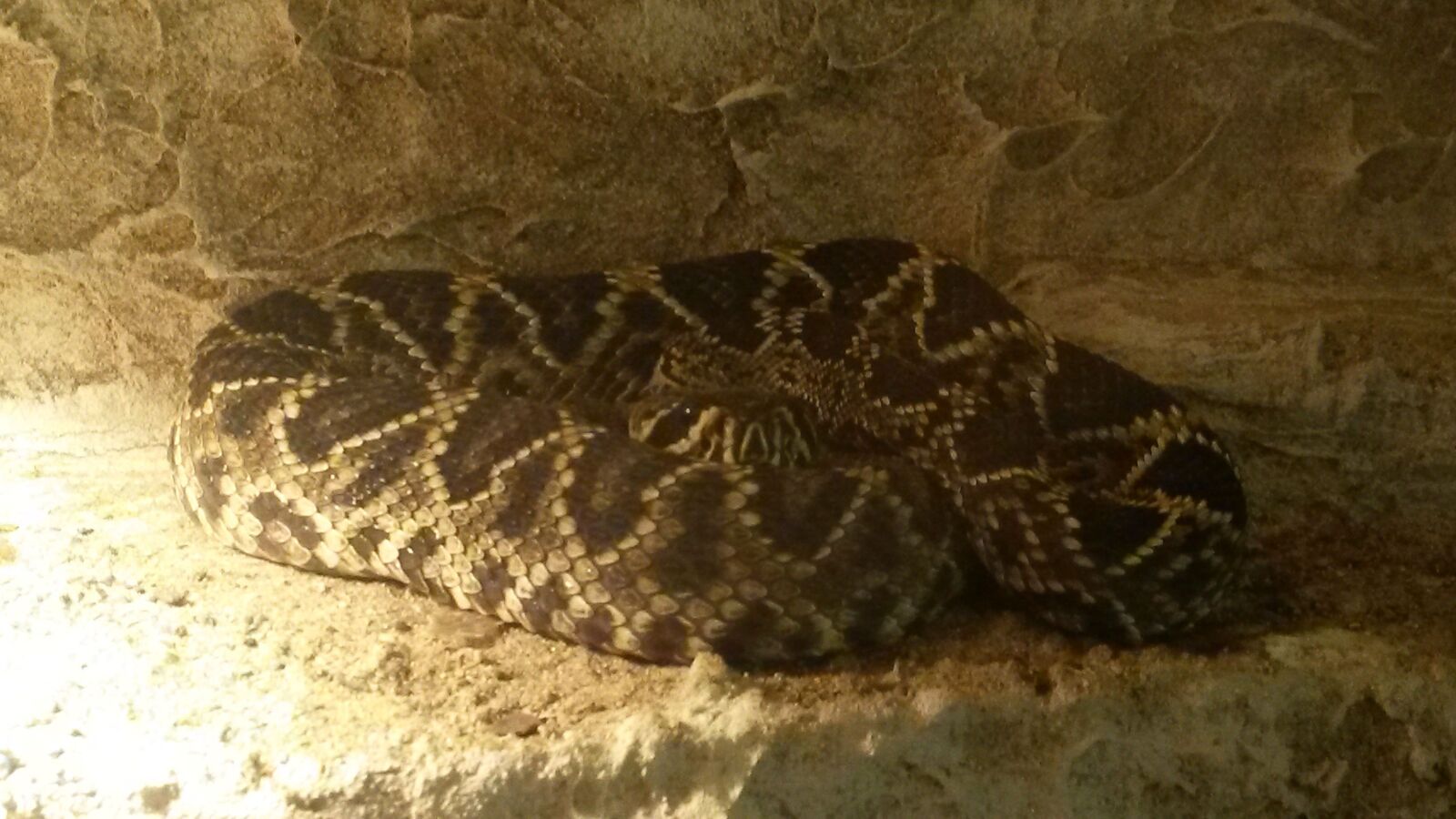 Samsung Galaxy S4 Mini sample photo. Venomous snake, poison, rattlesnake photography