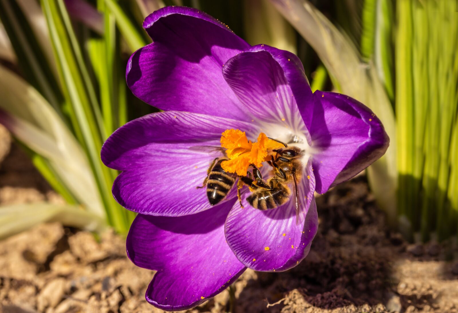Canon EOS 750D (EOS Rebel T6i / EOS Kiss X8i) sample photo. Bees, crocus, honey bees photography