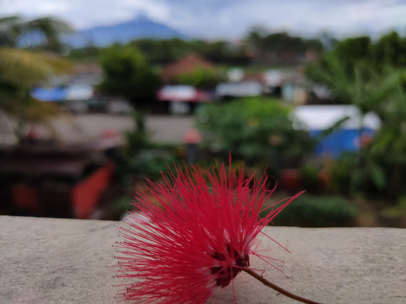Realme XT sample photo. Flower, mountain, panorama photography
