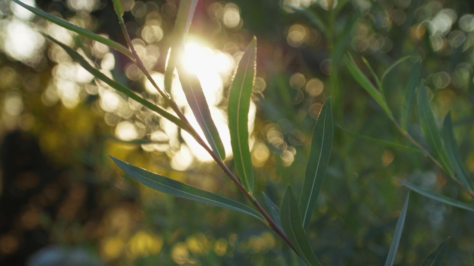 YI TECHNOLOGY M1 sample photo. Sunlight, wallpaper, leaves photography