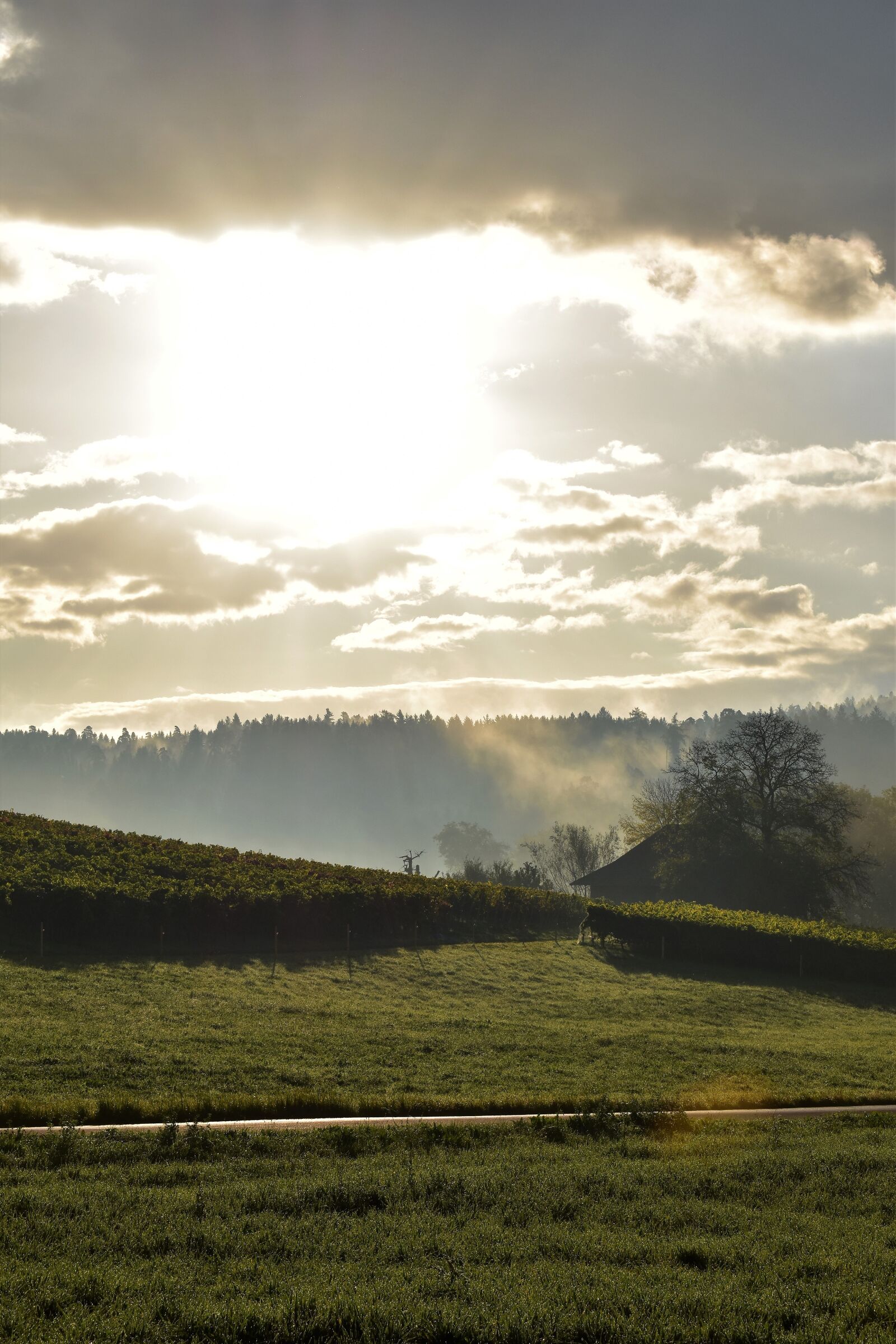 Nikon D5500 sample photo. Autumn, landscape, fog photography