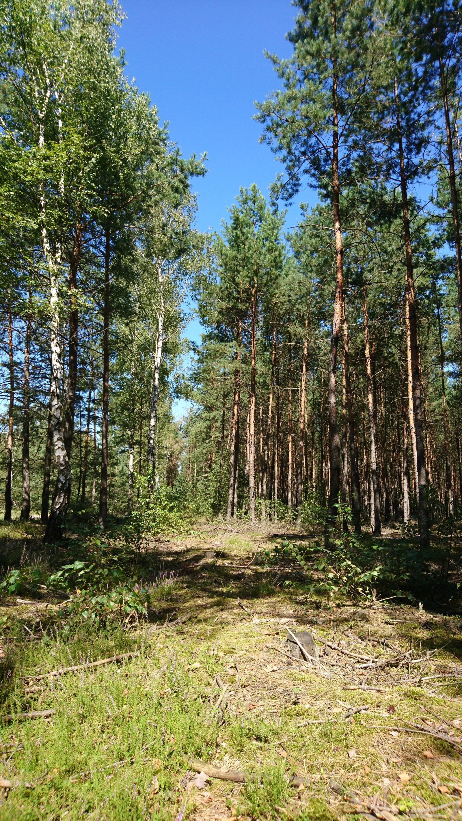 Sony Xperia X sample photo. Forest, tree, landscape photography