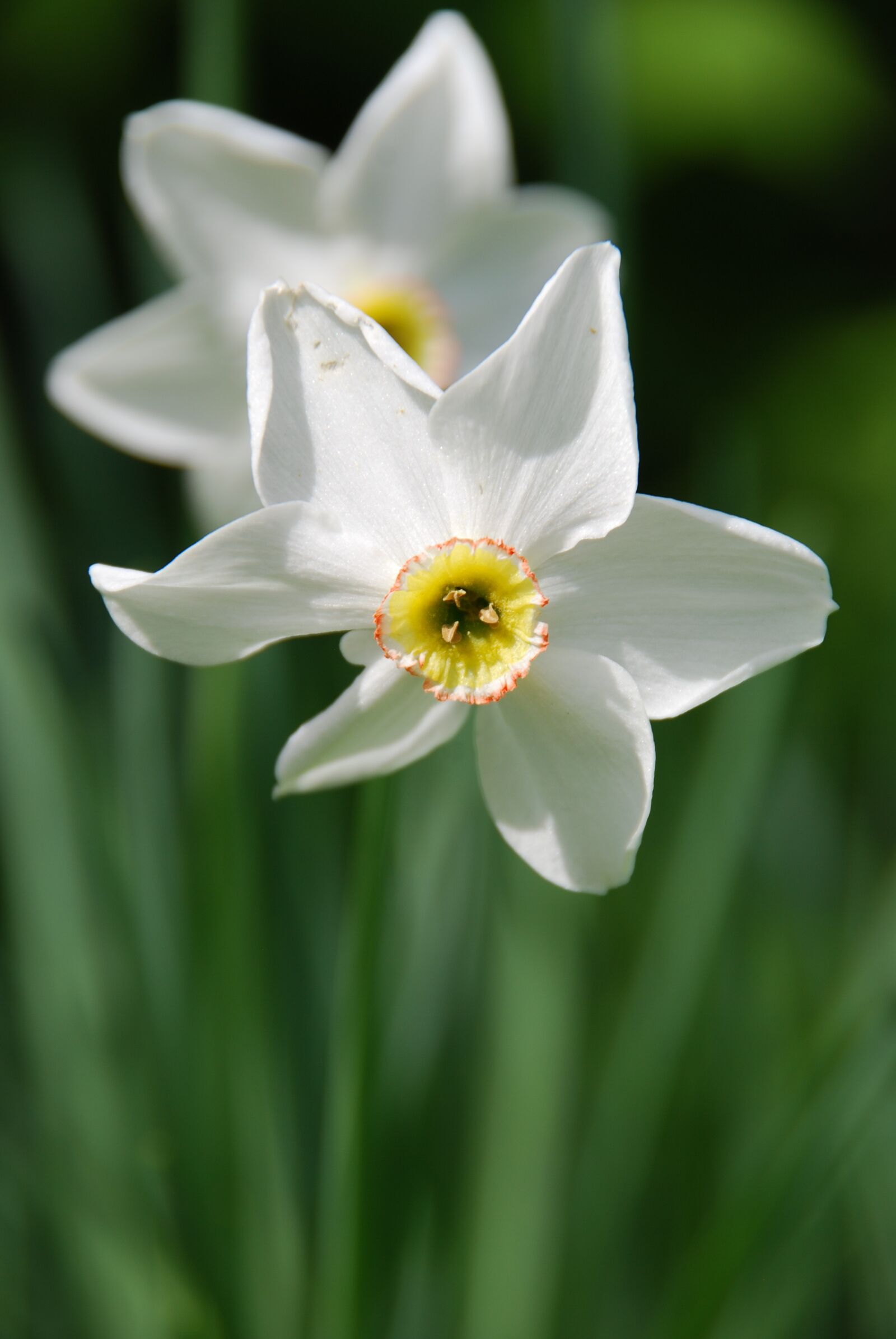 Nikon D80 sample photo. Narcissus, daffodils, spring photography