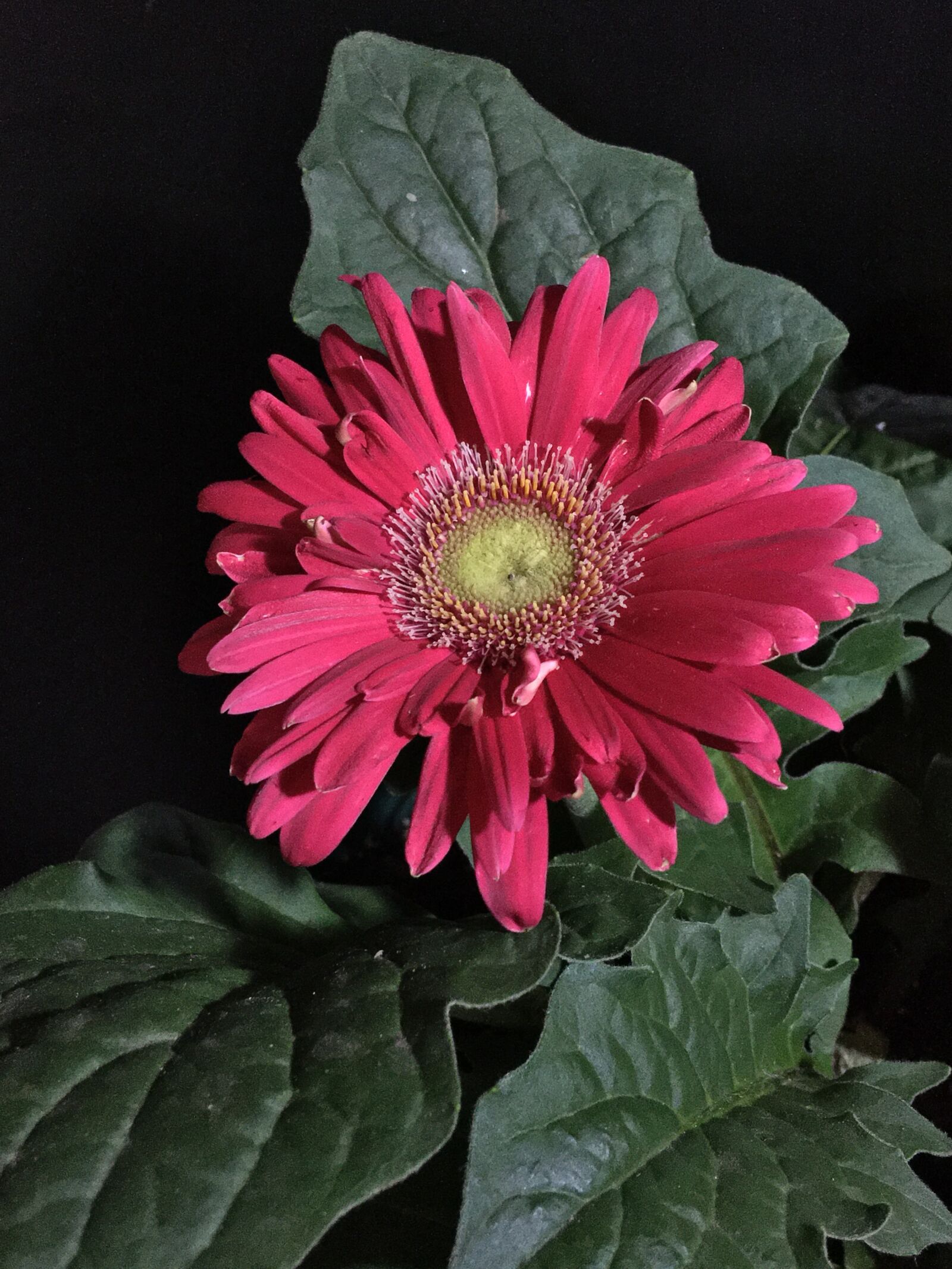 Apple iPhone 6s Plus sample photo. Yerbera flower, red flower photography