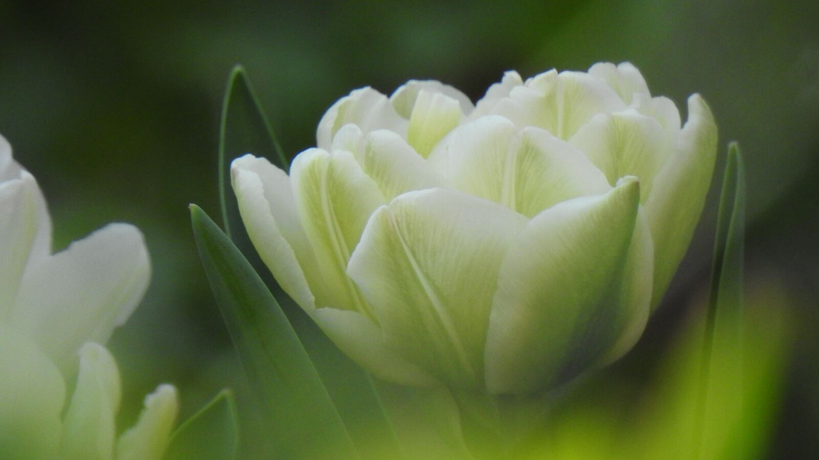 Nikon Coolpix P900 sample photo. Tulips, spring, flowers photography