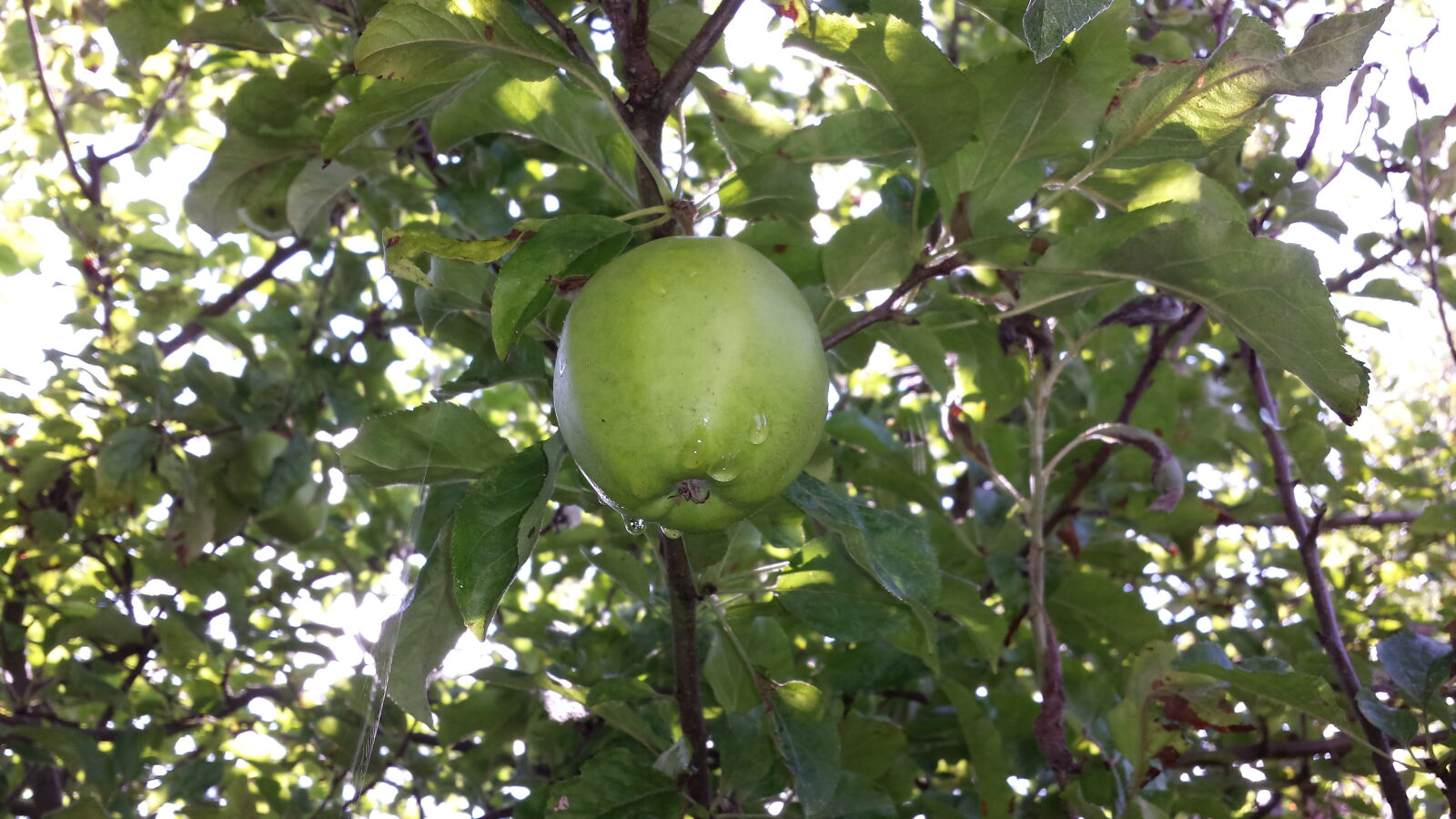 Samsung Galaxy S4 sample photo