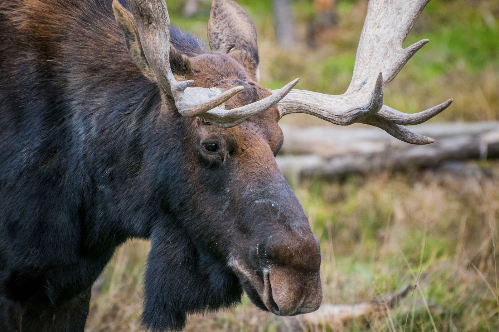 Nikon D300 sample photo. Antlers, canada, deer, moose photography