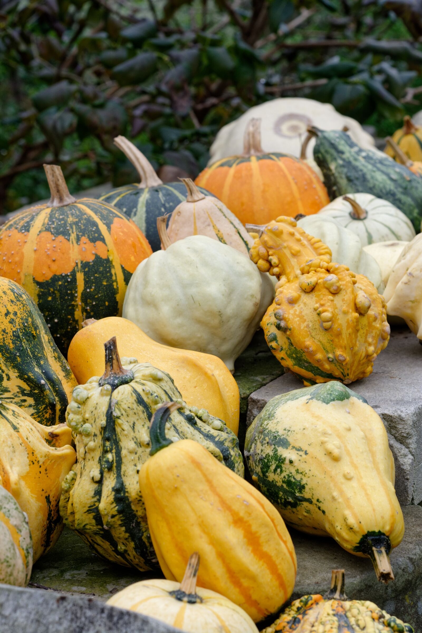 Nikon D5200 sample photo. Pumpkins, pumpkin, ornamental pumpkins photography