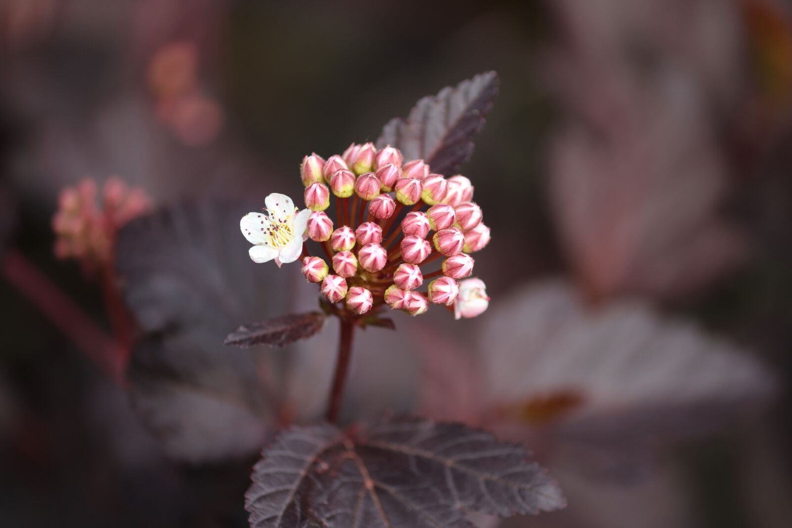 Canon EOS 200D (EOS Rebel SL2 / EOS Kiss X9) sample photo. Yellow ninebark, physocarpus, fuck photography