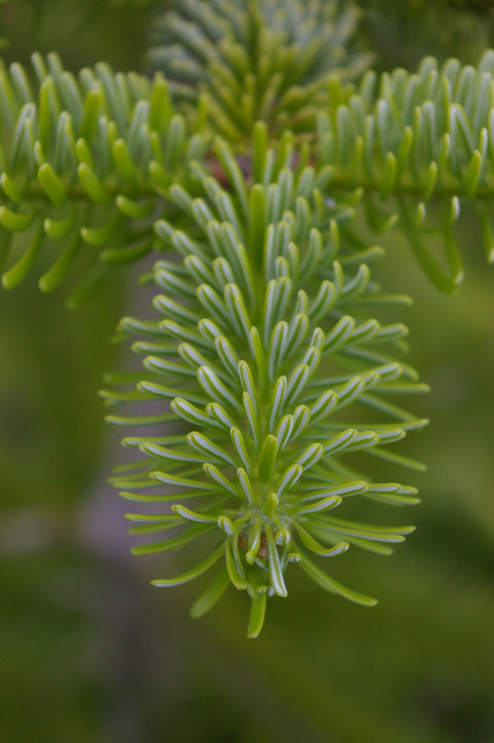 Pentax K100D sample photo. Fir, macro, nature photography