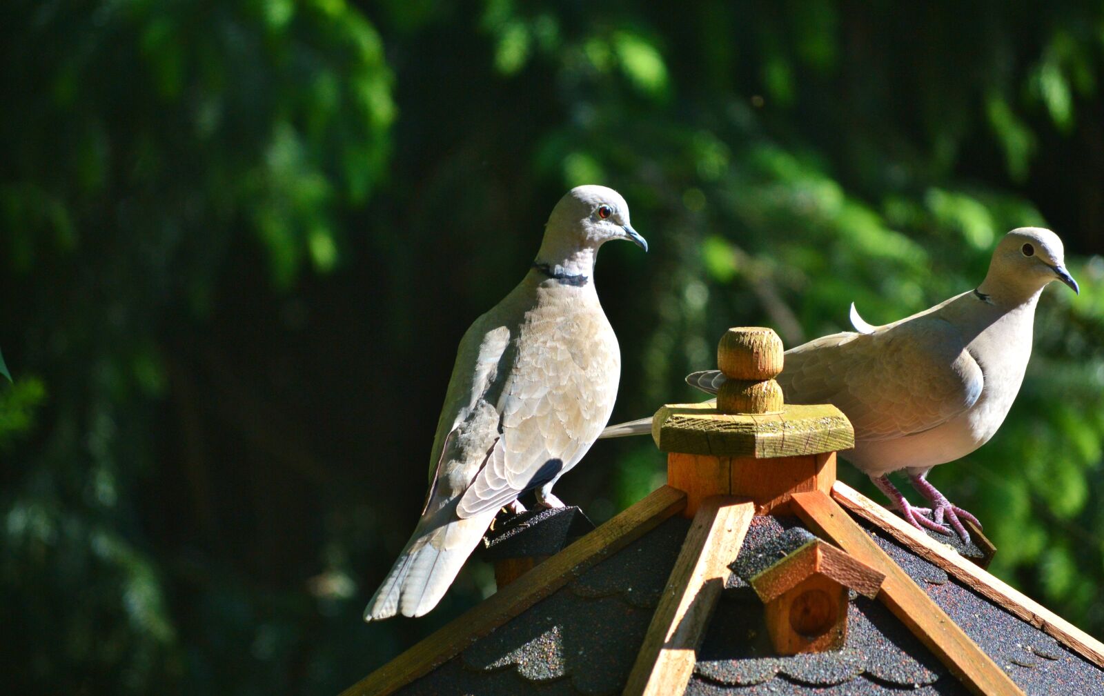 Nikon D3200 sample photo. Dove, bird, collared photography