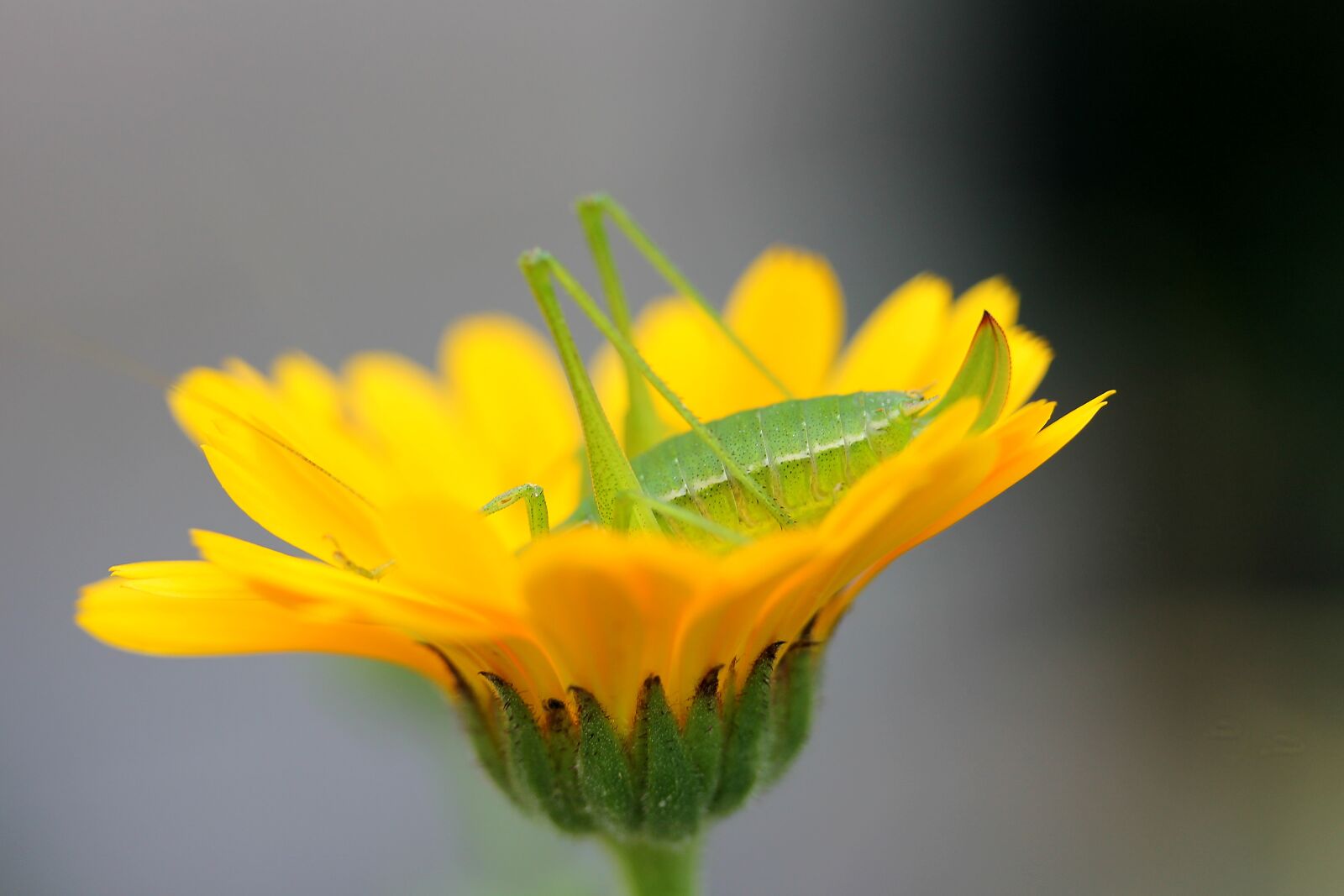 Canon EF-S 60mm F2.8 Macro USM sample photo. Insect, grasshopper, flower photography