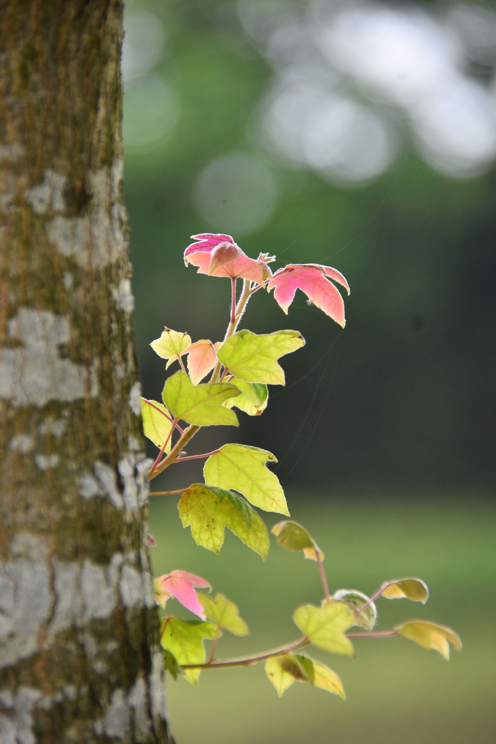 Nikon D7200 sample photo. Leaves, foliage, tree photography