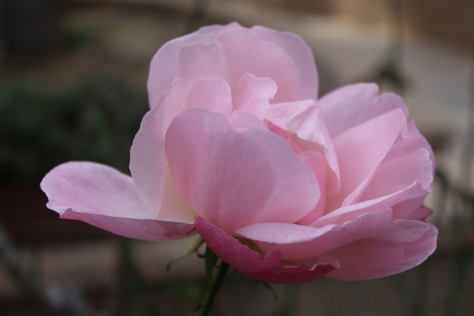 Canon EOS 700D (EOS Rebel T5i / EOS Kiss X7i) + Canon EF-S 18-55mm F3.5-5.6 III sample photo. Flower ،rosepink, rose, rosy photography