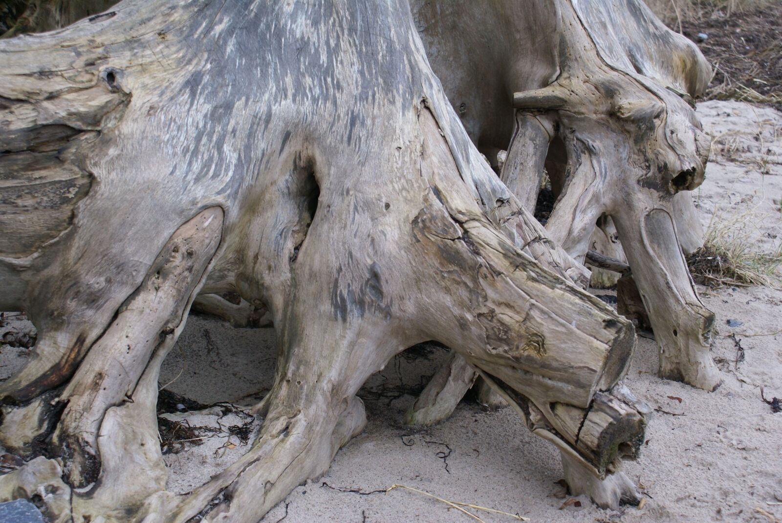 Sony Alpha DSLR-A100 sample photo. Wood root, cliff, beach photography
