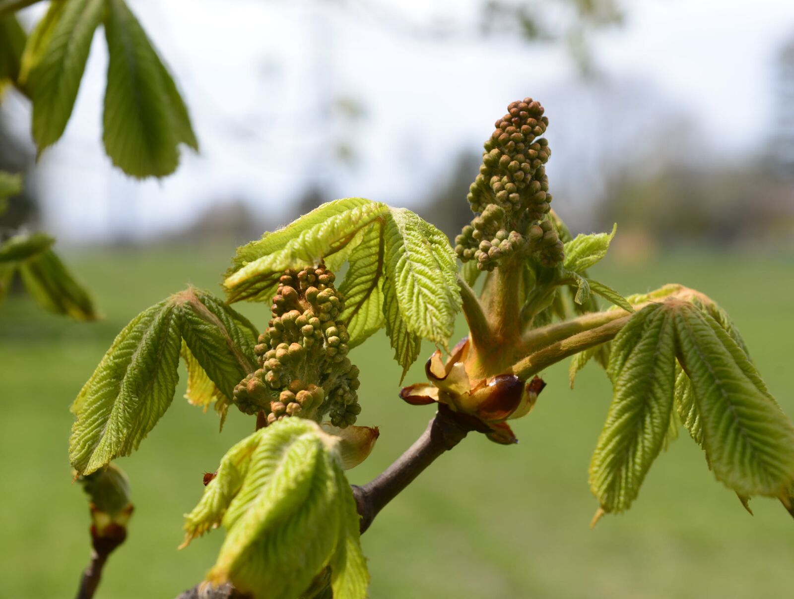 Nikon D610 sample photo. Chestnut, tree, leaves photography