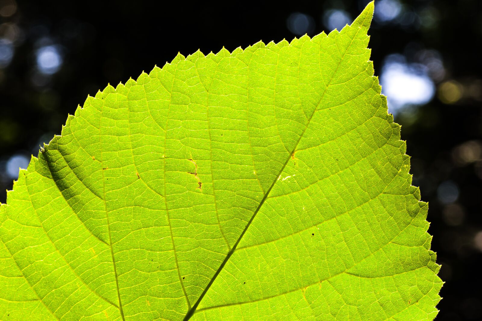 Pentax K-70 + Tamron SP AF 90mm F2.8 Di Macro sample photo. Lime leaf, leaf, tree photography