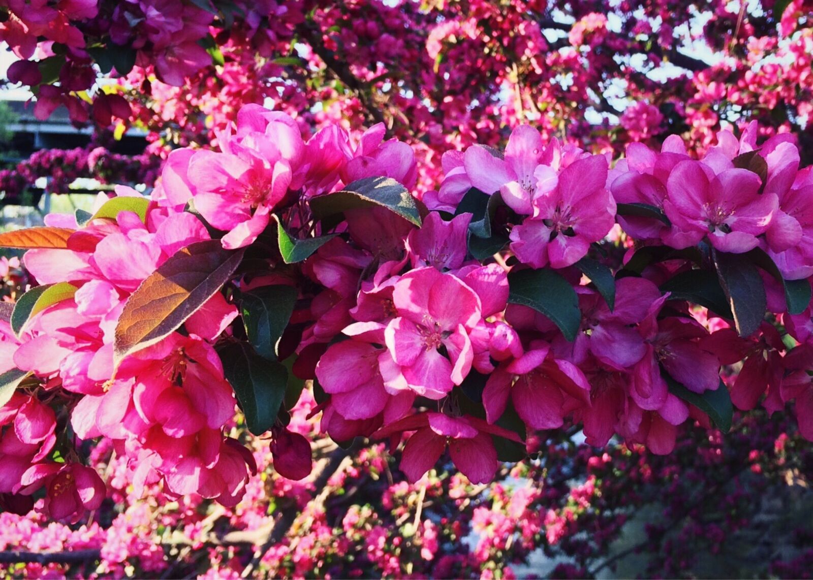 iPhone 5s back camera 4.15mm f/2.2 sample photo. Spring, bloom, flower photography