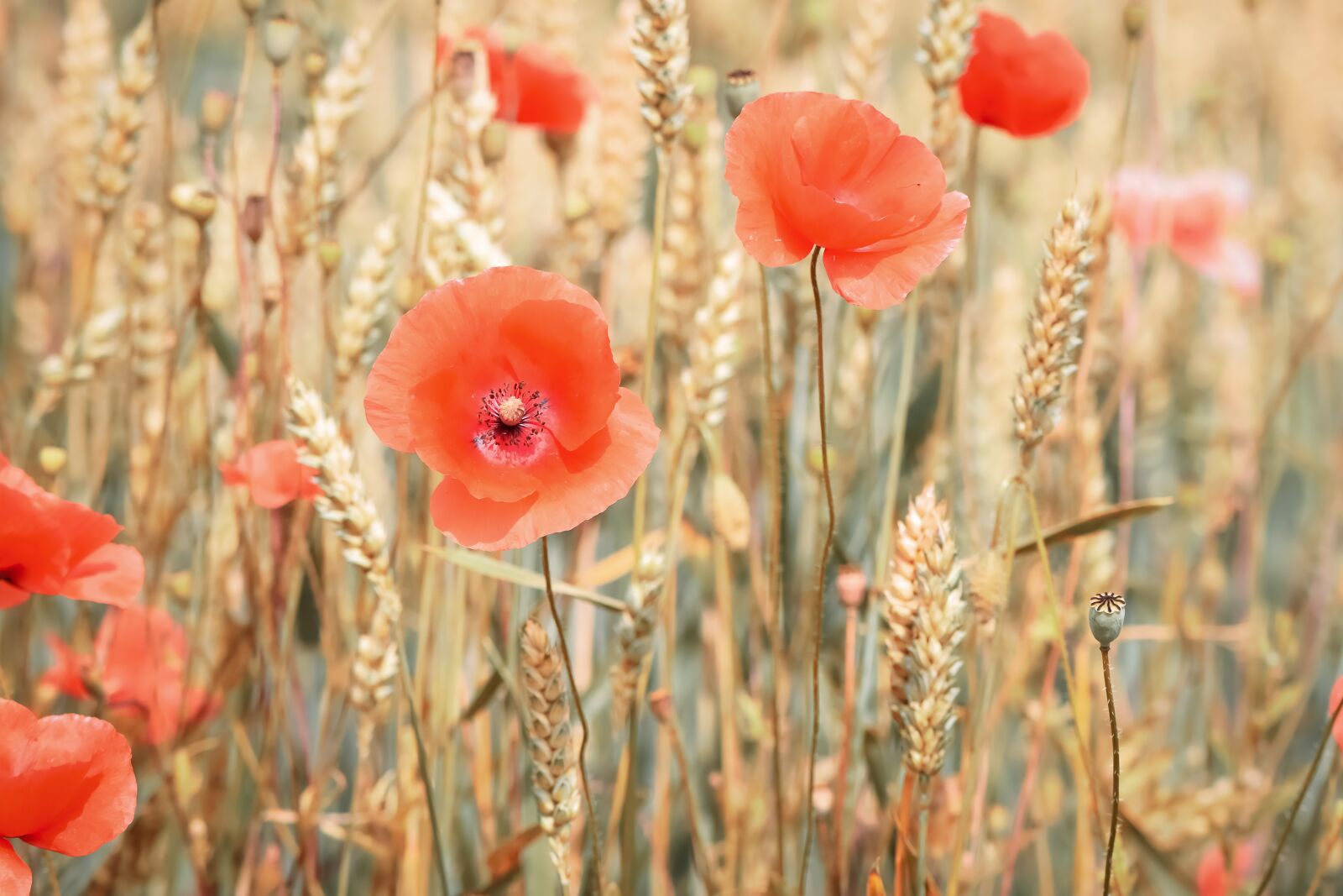 Nikon D7200 sample photo. Poppy, cereals, summer photography