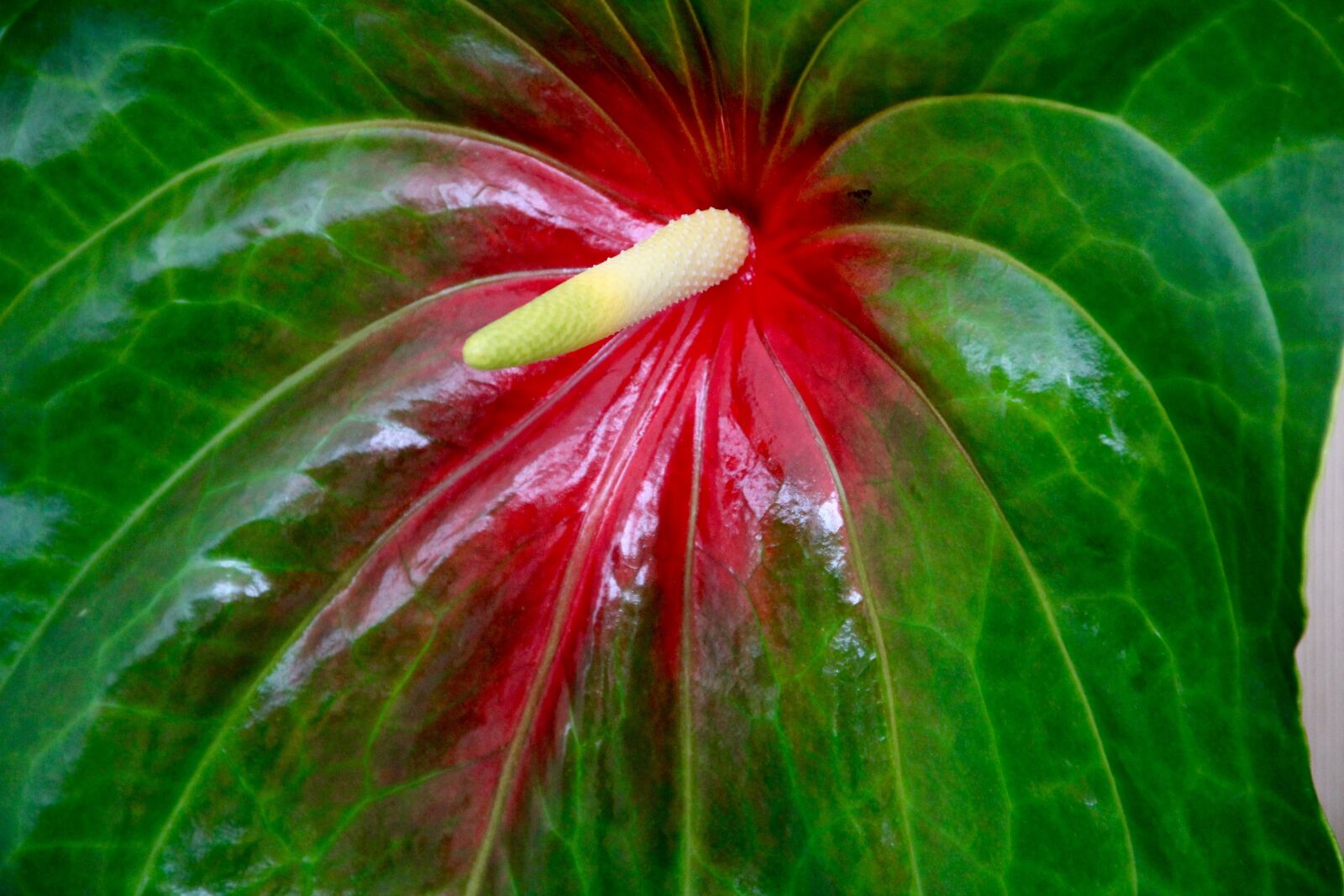Canon EOS 60D sample photo. Flamingo flower, anthurium, flower photography