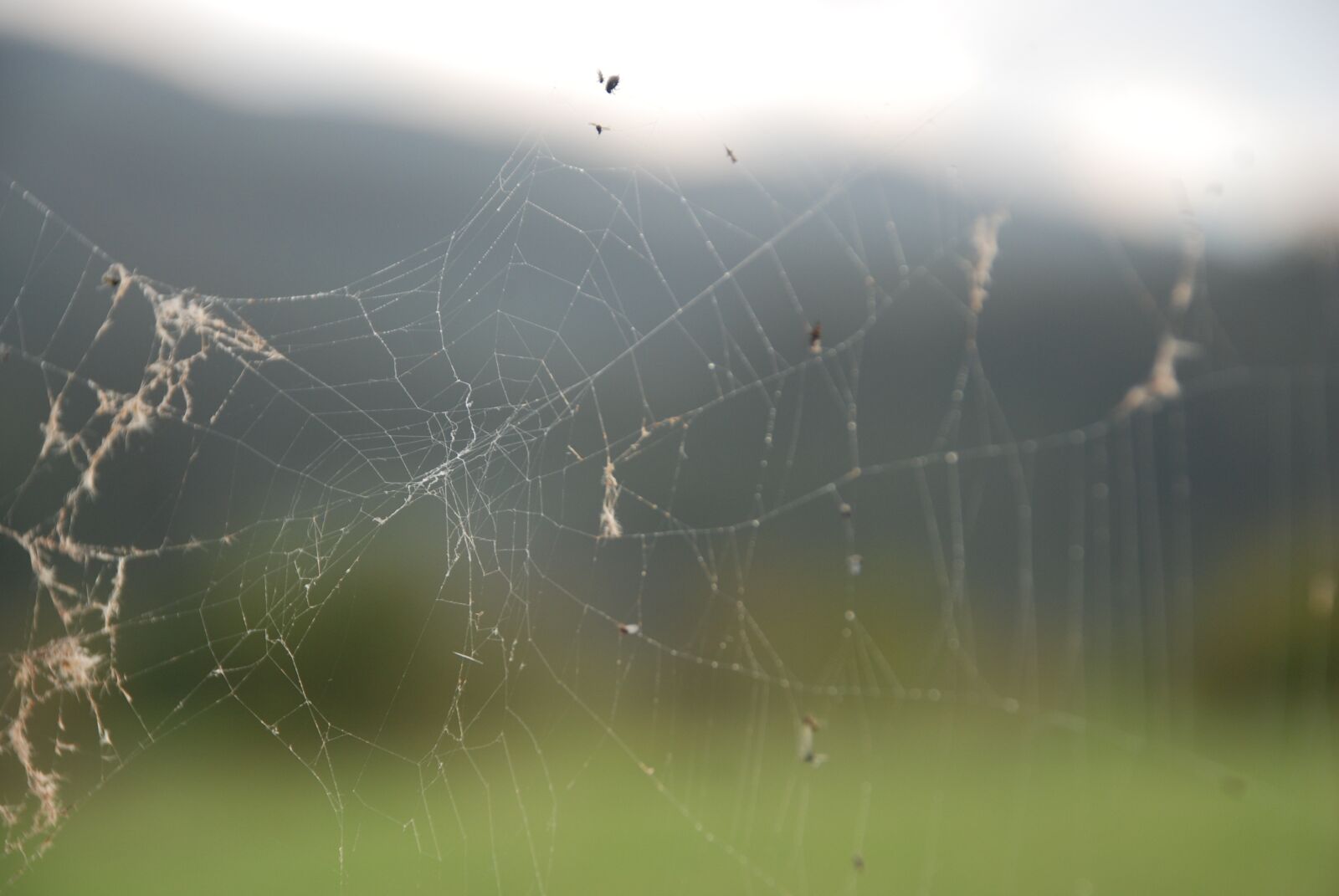 Nikon D80 sample photo. Cobweb, spider, nature photography