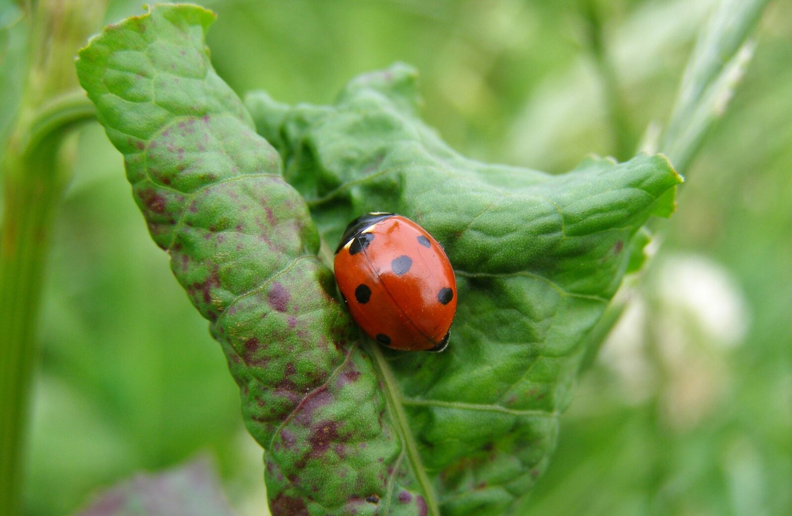 Olympus SP500UZ sample photo. Ladybug, leaf, green photography
