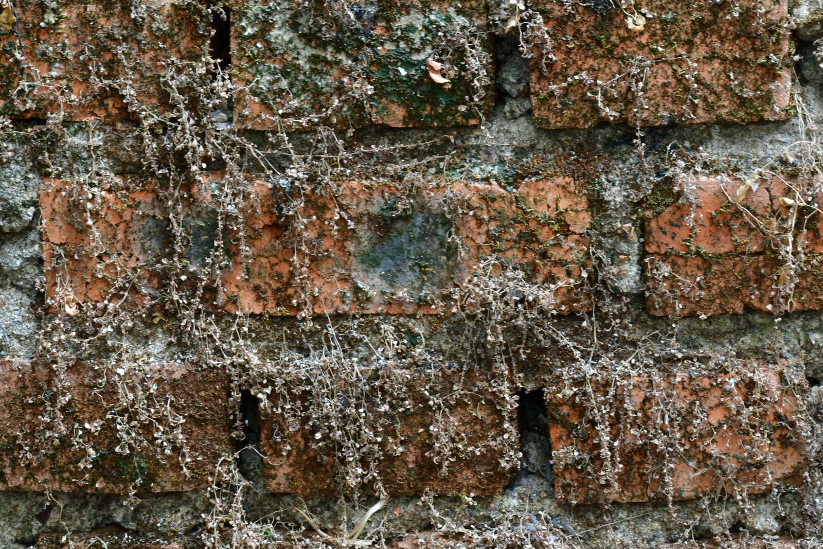 Nikon D500 sample photo. Old brick, dry wall photography