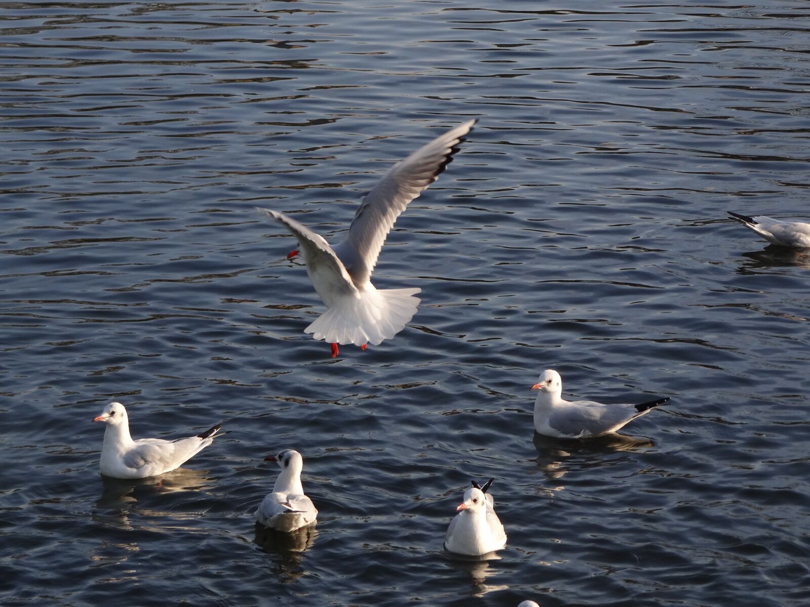 Sony Cyber-shot DSC-HX100V sample photo. Birds, the seagulls, sea photography