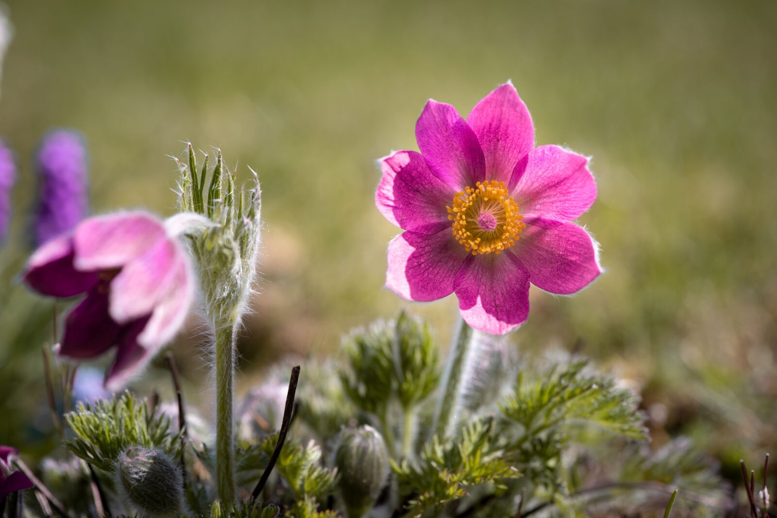 Nikon D750 sample photo. Anemone, flower, blossom photography