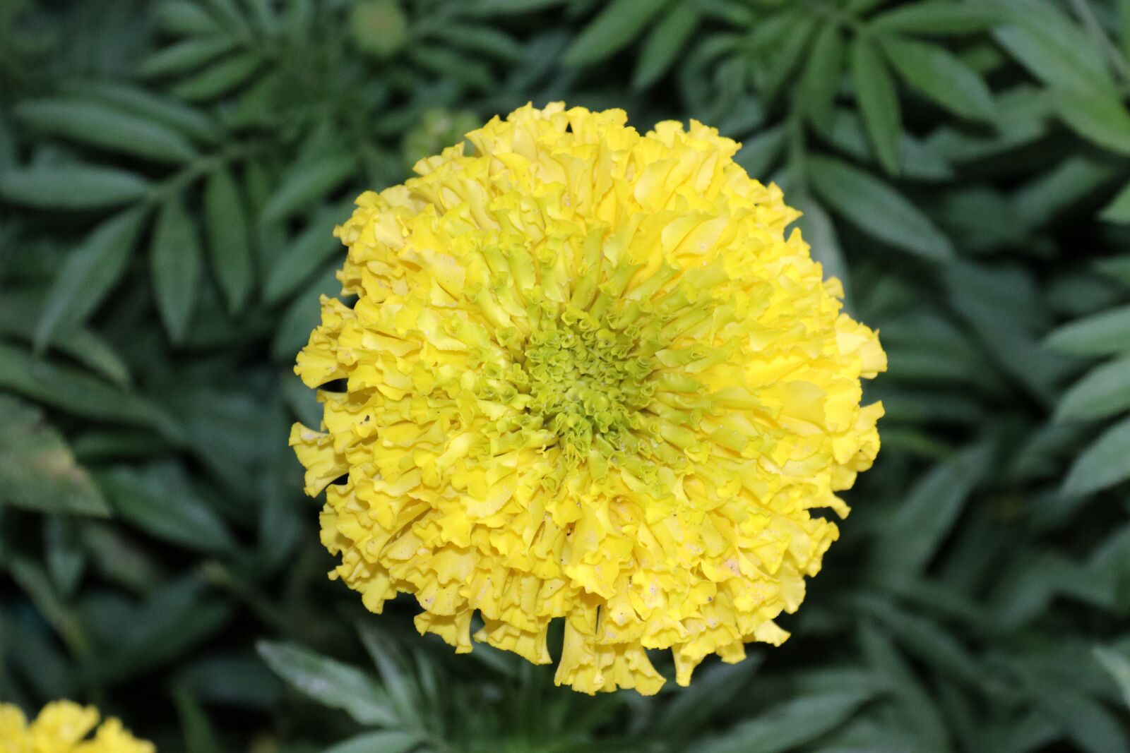 Canon EF-S 18-200mm F3.5-5.6 IS sample photo. Marigold, flower, yellow photography