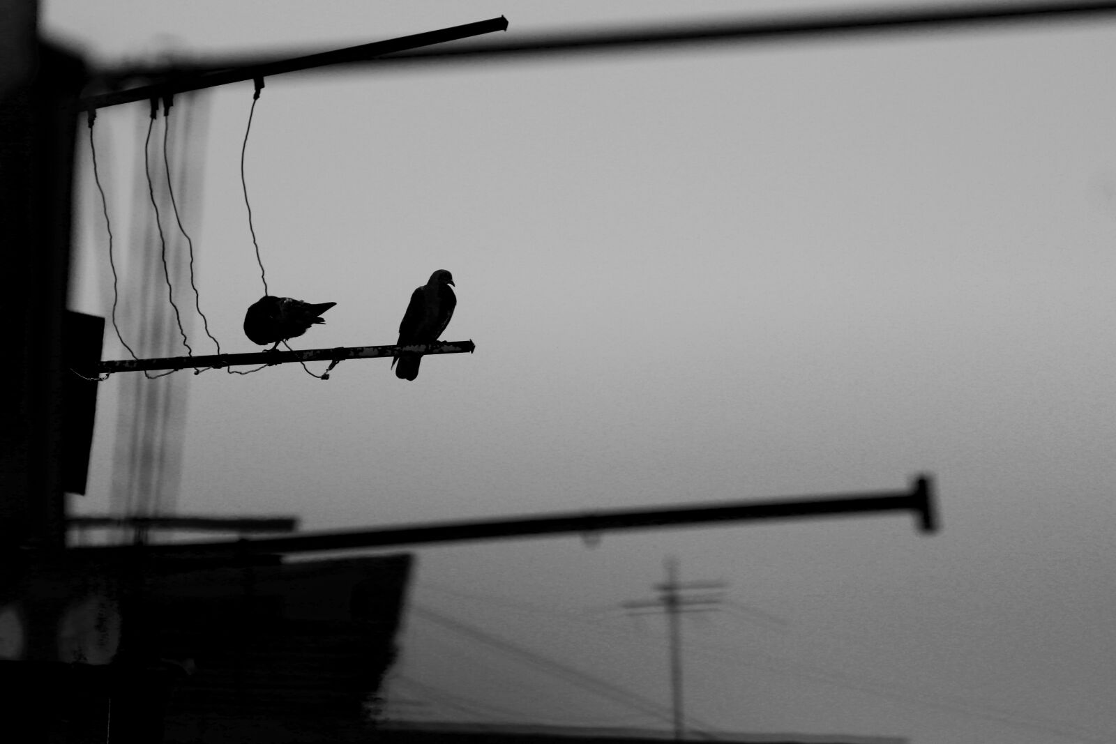 Canon EF 70-300 F4-5.6 IS II USM sample photo. Dove, bird, pigeon photography