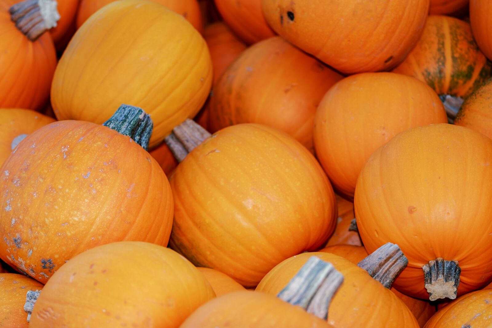 Fujifilm XF 55-200mm F3.5-4.8 R LM OIS sample photo. Squashes, cucurbita pepo, pumpkins photography