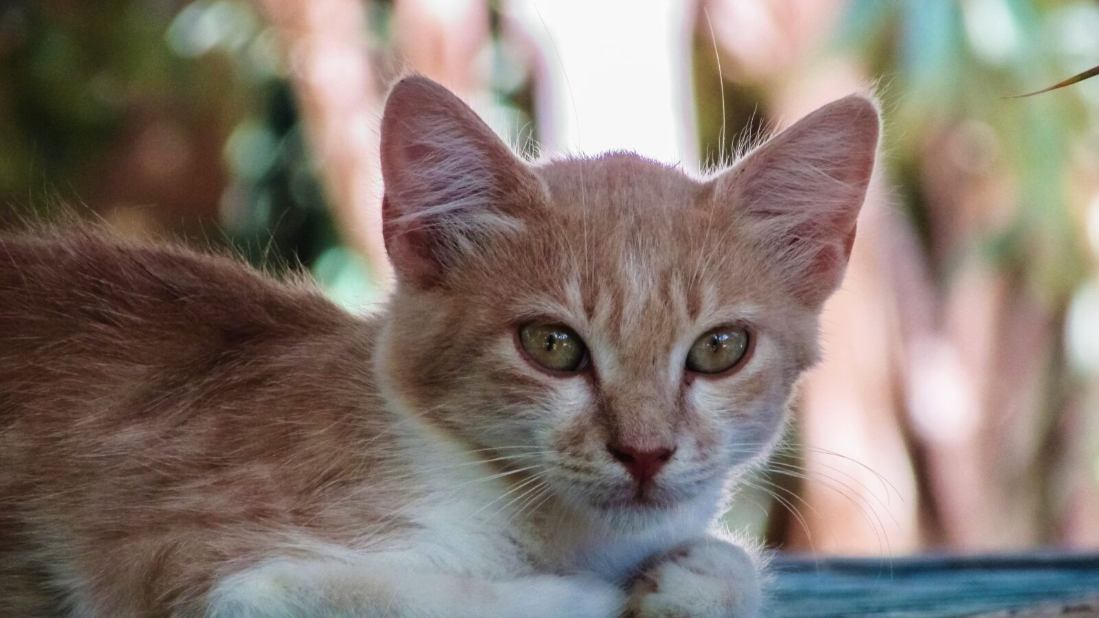 Canon PowerShot SX400 IS sample photo. Cat, stray, face photography