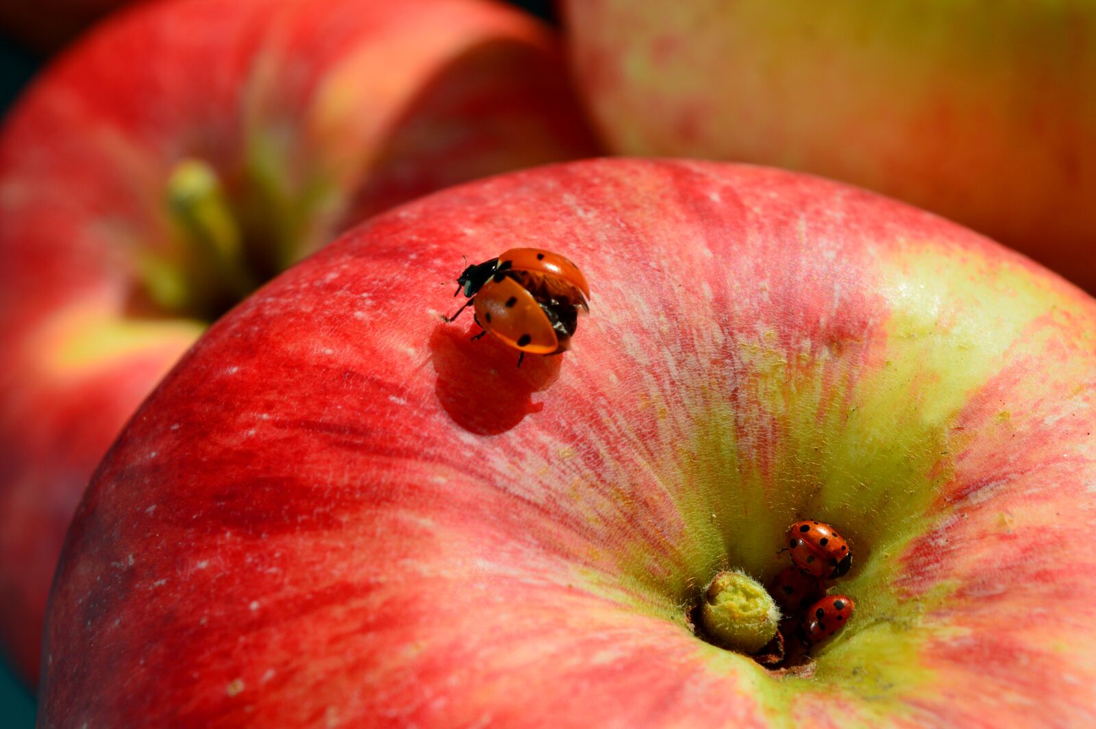 Nikon D3200 sample photo. Apple, ladybug, fruit photography