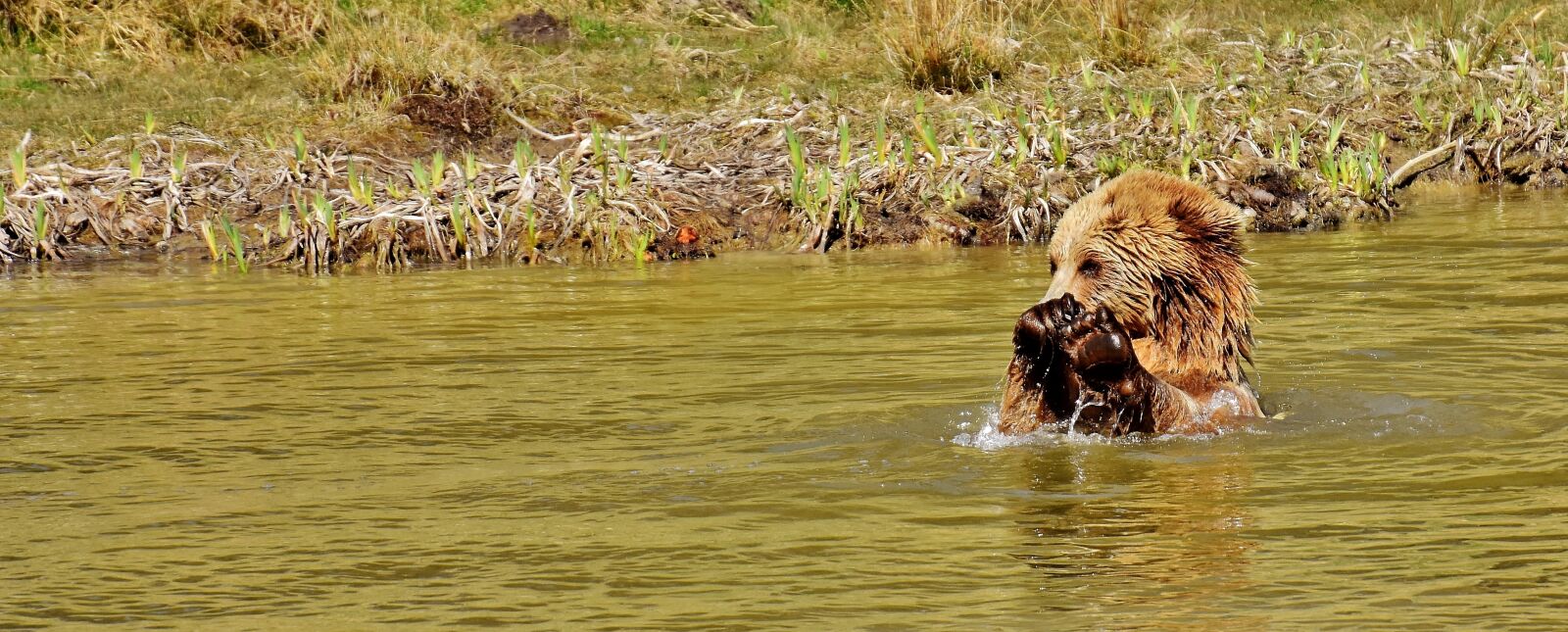 Nikon D7200 sample photo. European brown bear, wild photography