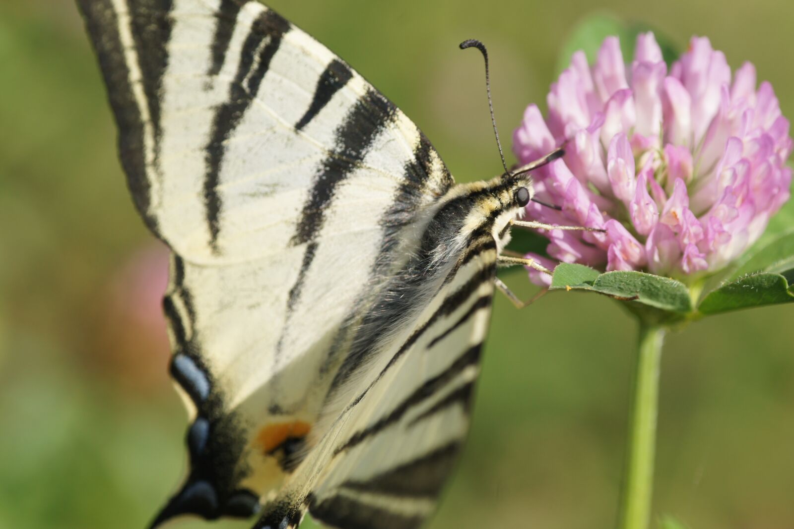 Sony Alpha DSLR-A500 sample photo. Butterfly, insect, wing photography