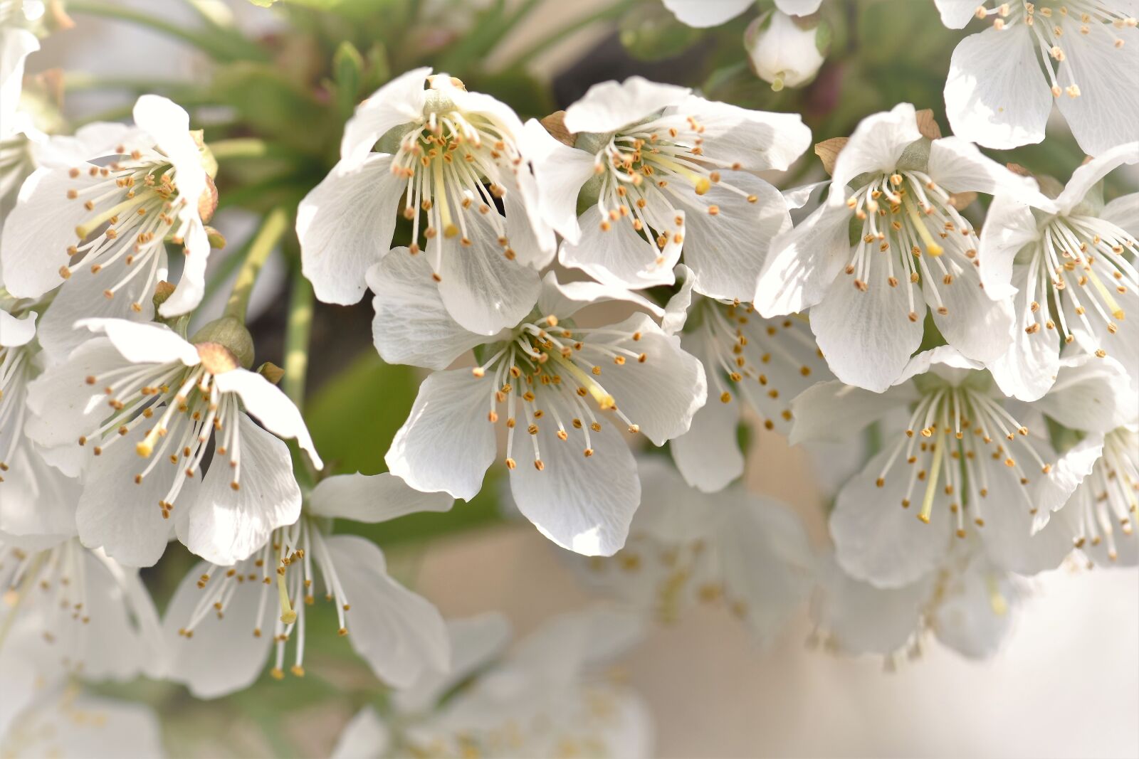 Nikon D5500 sample photo. Cherry blossoms, flowers, leaves photography
