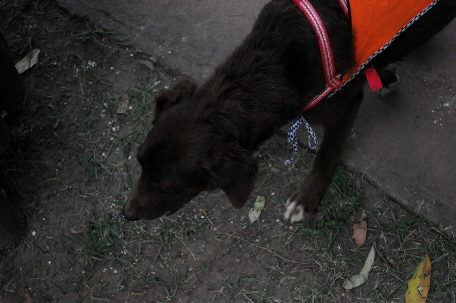 Nikon D5000 sample photo. Black dog, guide photography