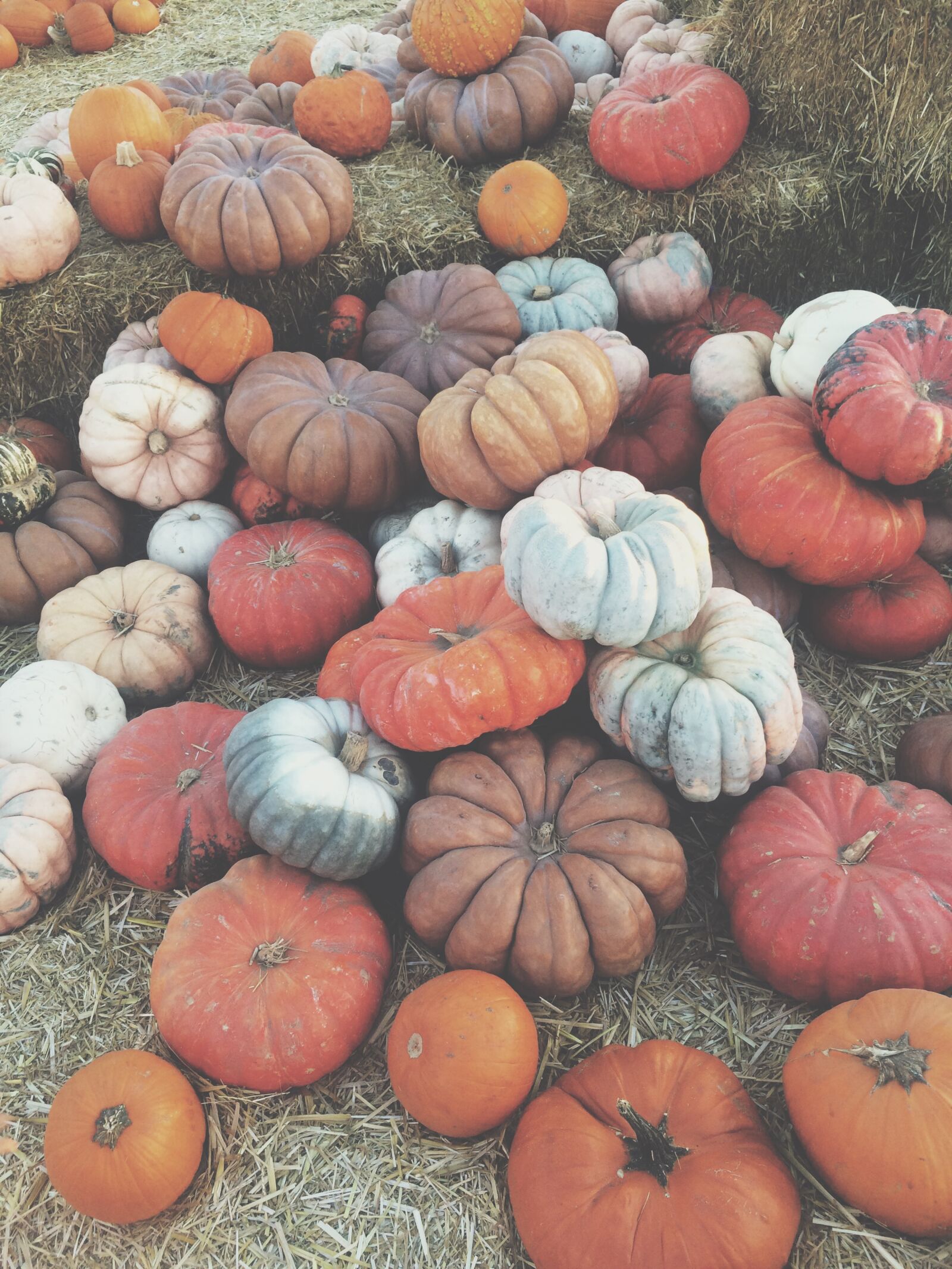 Apple iPhone 5s sample photo. Fresno, halloween, pumpkin, pumpkins photography