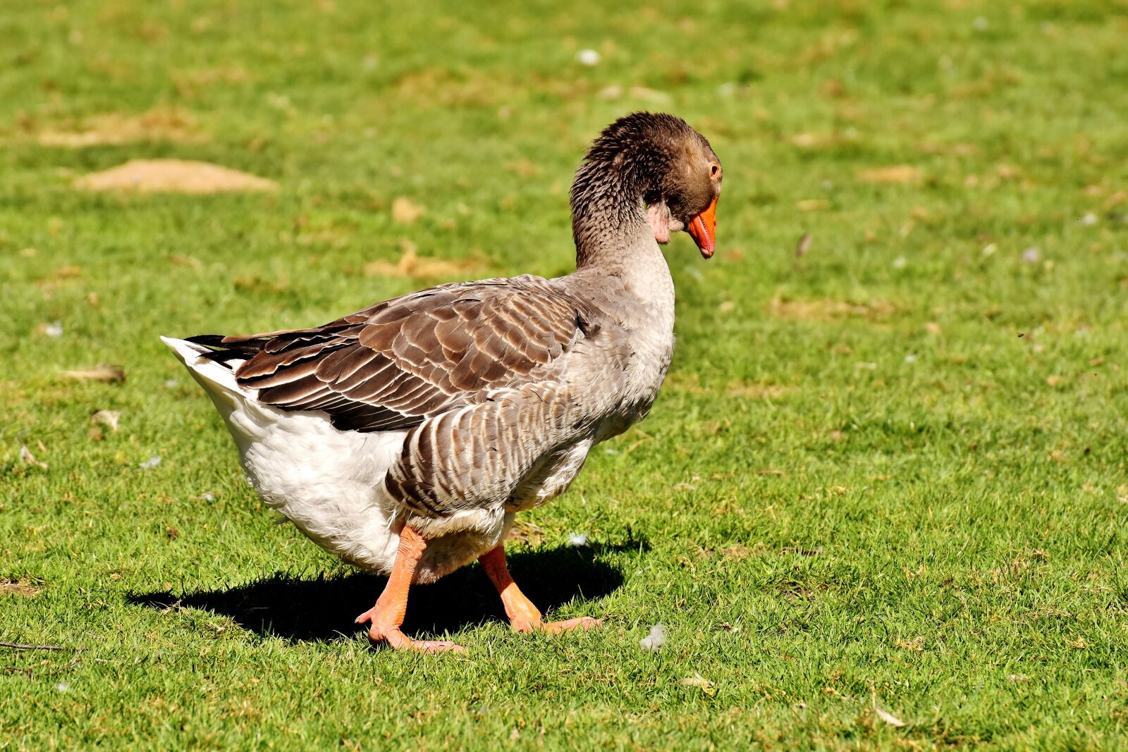 Nikon D7200 sample photo. Goose, bird, plumage photography