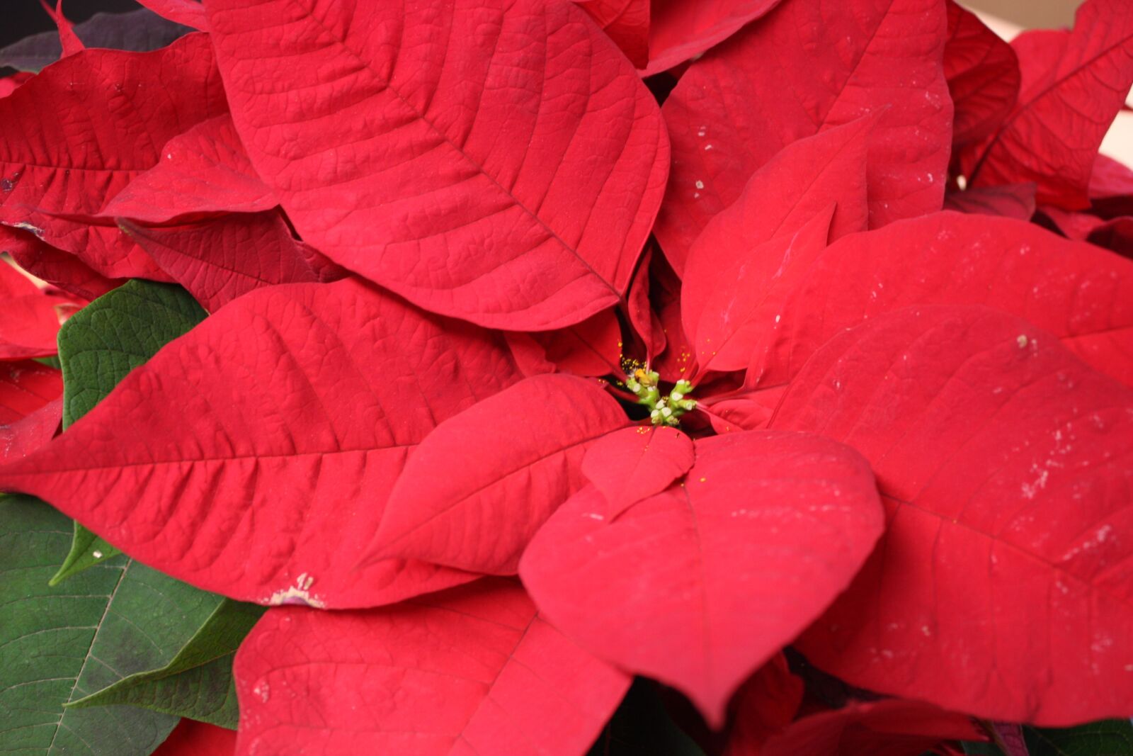 Canon EOS 40D sample photo. Christmas, poinsettia photography