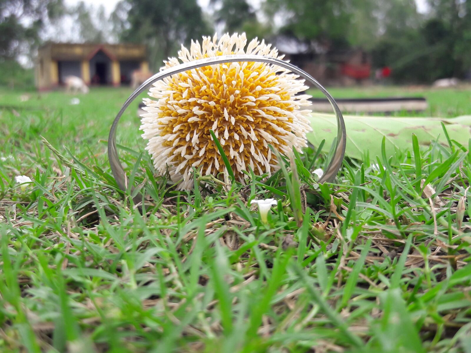 Samsung Galaxy J7 sample photo. Grass, bracelet, flowers photography