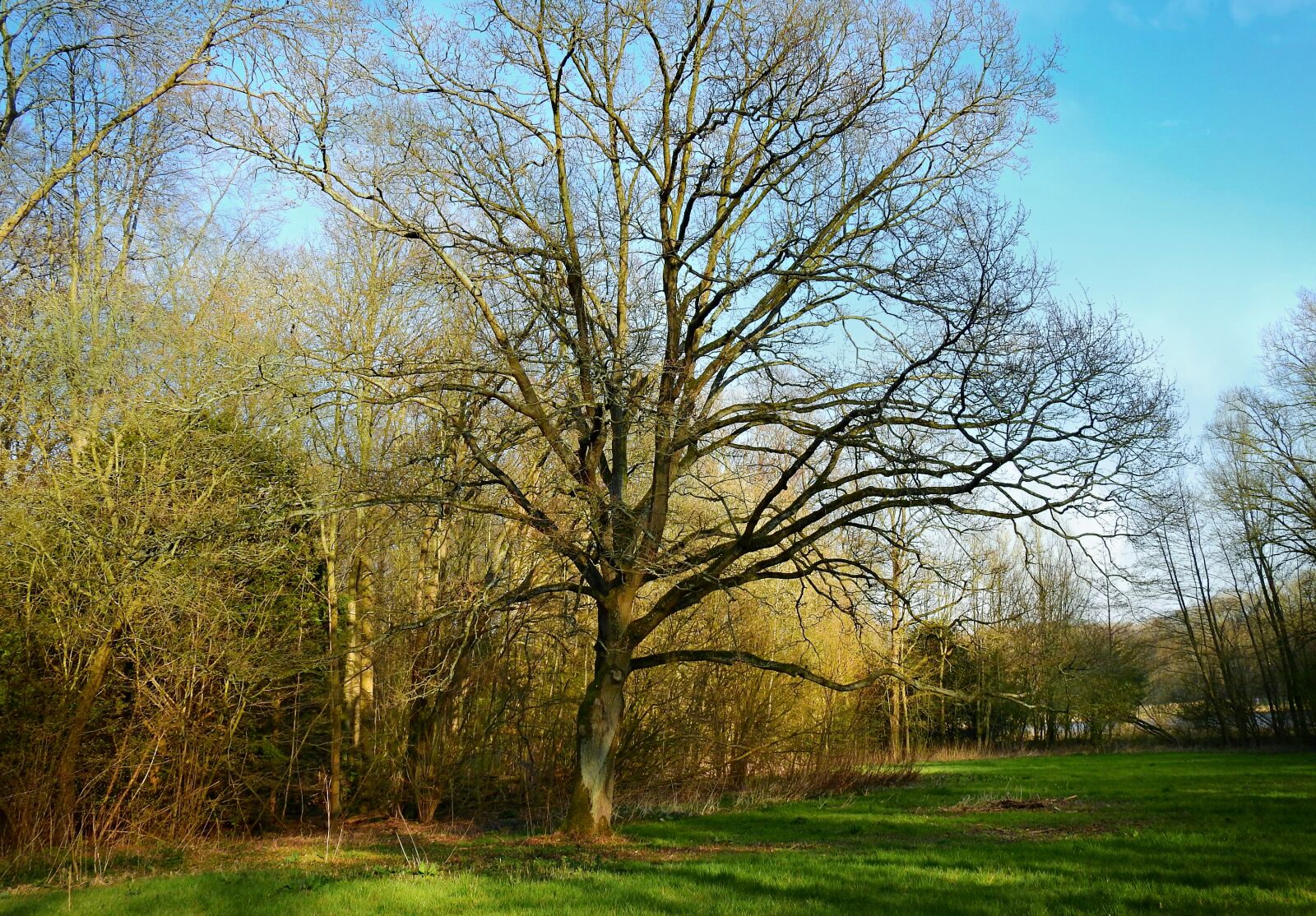 Nikon Coolpix P900 sample photo. Tree, park, landscape photography