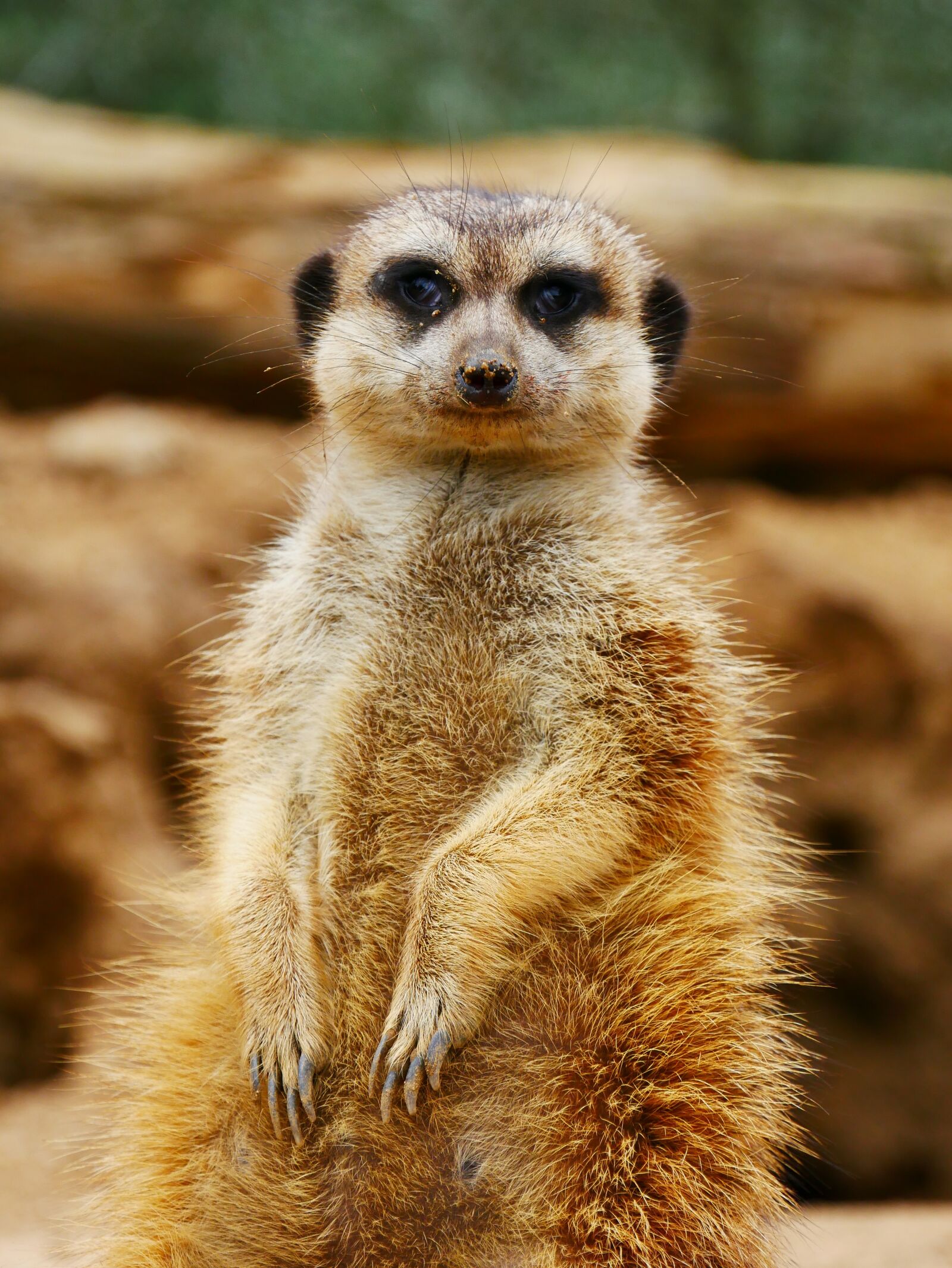 Panasonic DMC-G70 sample photo. Meerkat, animal, nature photography