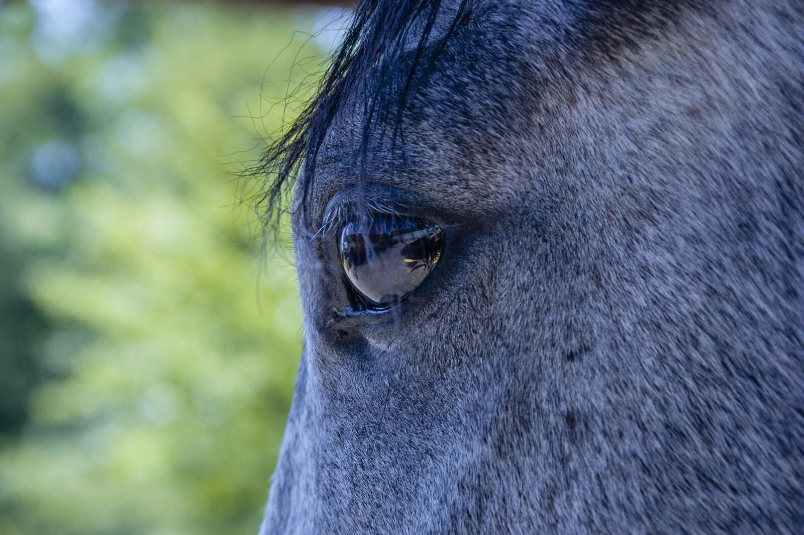 Nikon D40 sample photo. Horse, equine, animal photography