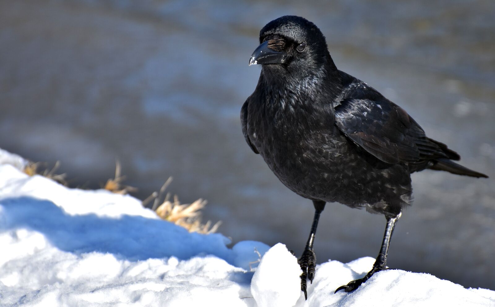 Nikon D7200 sample photo. Crow, raven bird, black photography