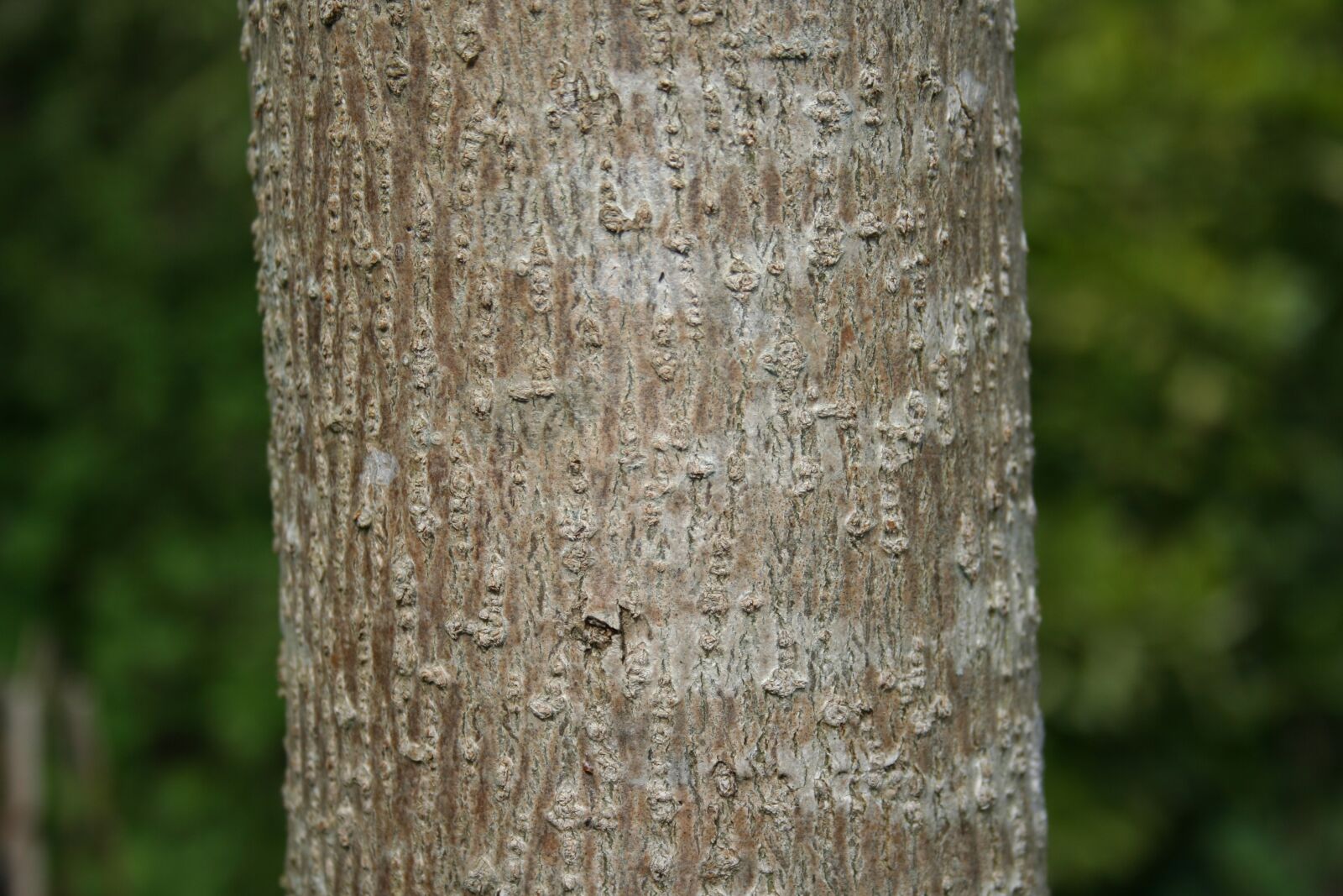 Canon EOS 350D (EOS Digital Rebel XT / EOS Kiss Digital N) sample photo. Wood, nature, bark photography