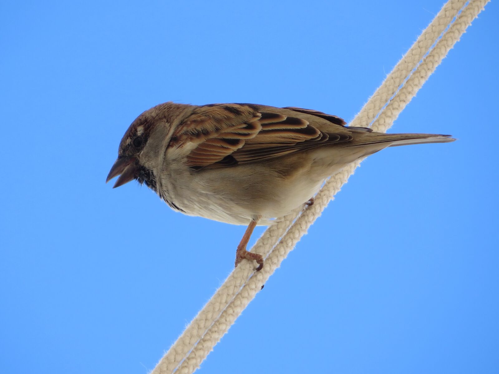 Canon PowerShot SX270 HS sample photo. Sparrow, bird, small photography