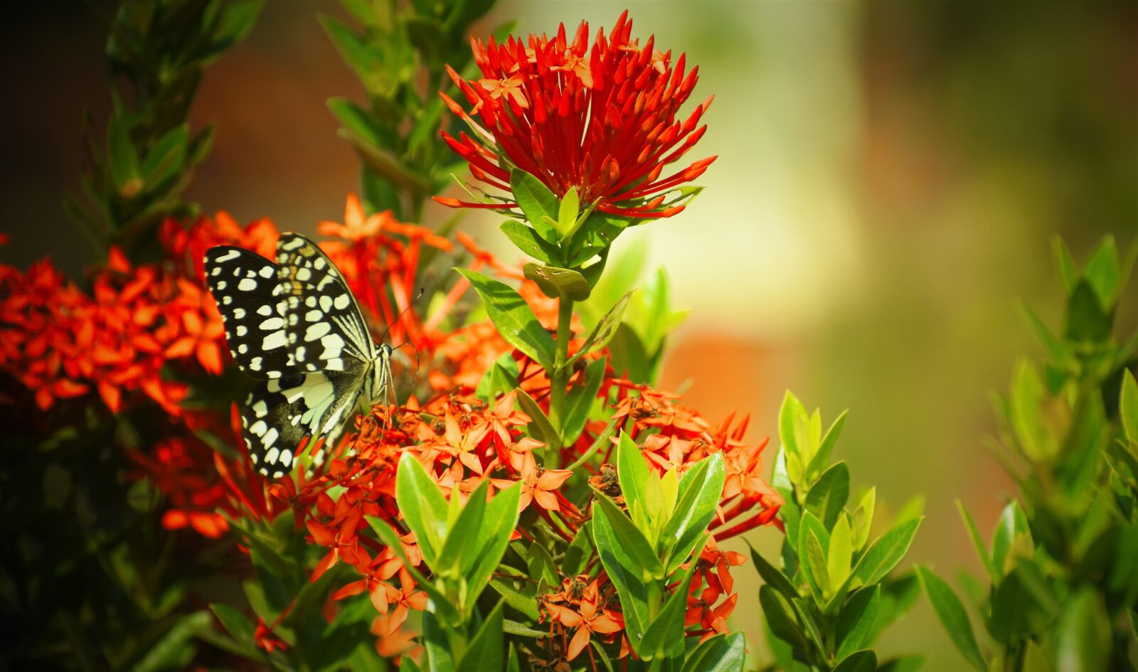 Nikon D5600 sample photo. Nature, flower, flora photography